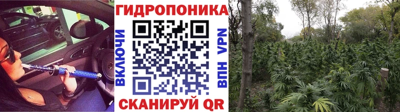 Каннабис планчик  купить  цена  Сольцы 